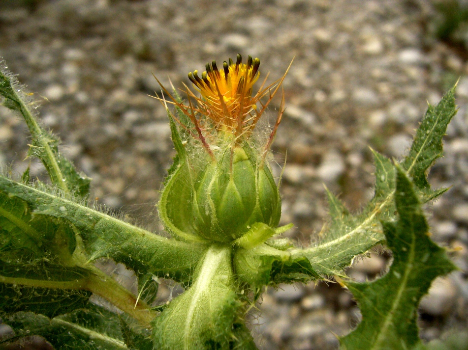 Image of Centaurea benedicta specimen.