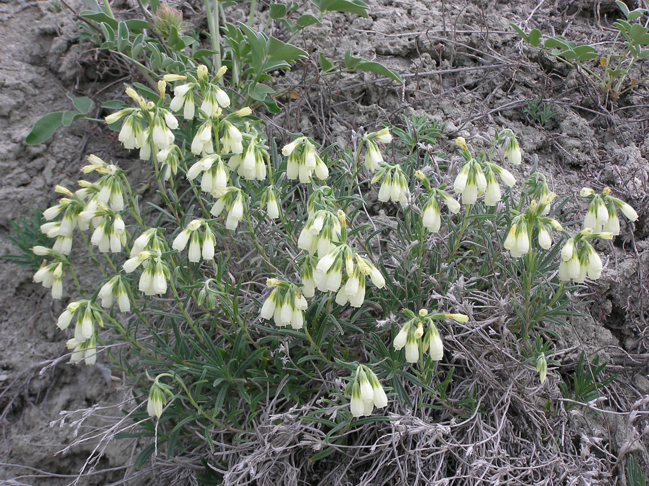 Изображение особи Onosma volgensis.