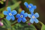 Brunnera sibirica. Цветки. Московская обл., дачный участок. 10.05.2007.