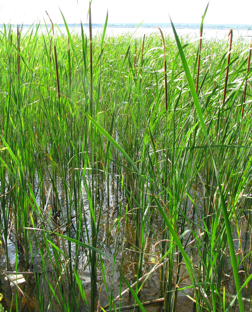 Image of Typha angustifolia specimen.