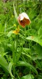 Fritillaria sajanensis