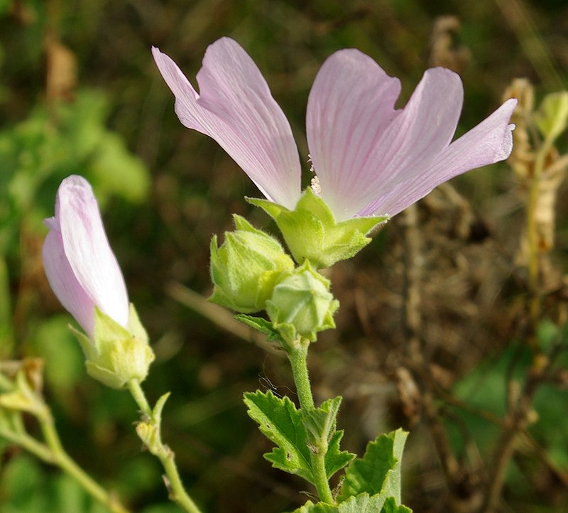 Image of Malva thuringiaca specimen.