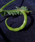 Ornithopus compressus. Незрелый плод и лист. Израиль, Шарон, г. Герцлия, травостой на песчаной почве. 17.02.2010.