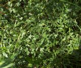 Peucedanum oreoselinum