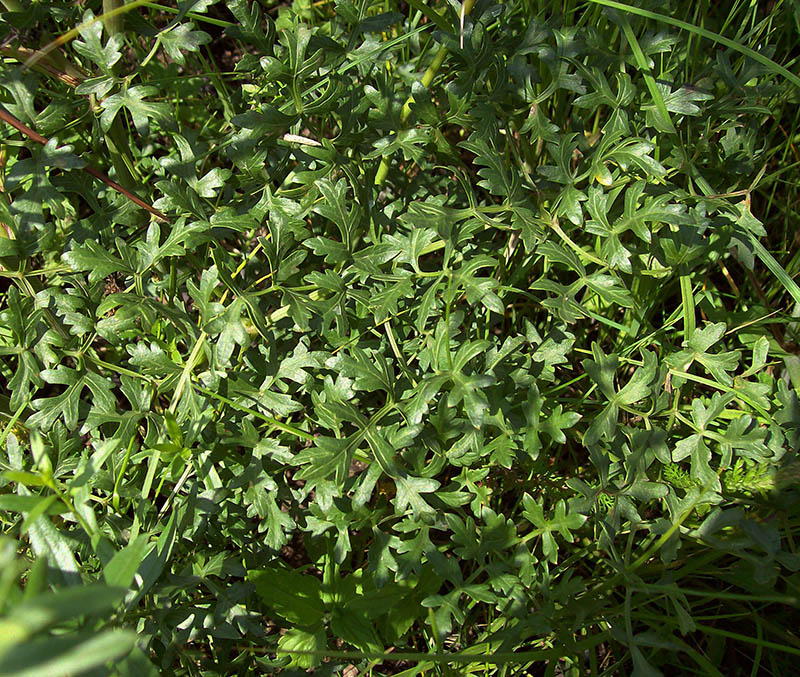 Image of Peucedanum oreoselinum specimen.