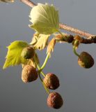 Platanus × acerifolia. Средняя часть ветки с развивающимися соцветиями и листьями (вид с обратной стороны). Германия, г. Кемпен, в культуре. 24.04.2012.