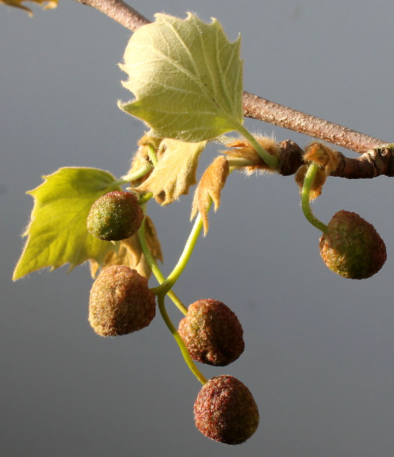 Image of Platanus &times; acerifolia specimen.