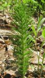 Equisetum telmateia. Вегетативный побег. Крым, гора Северная Демерджи, западный склон, дубовый лес, у ручья. 2 мая 2012 г.