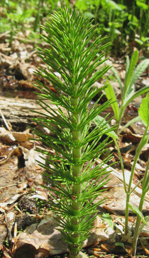 Изображение особи Equisetum telmateia.