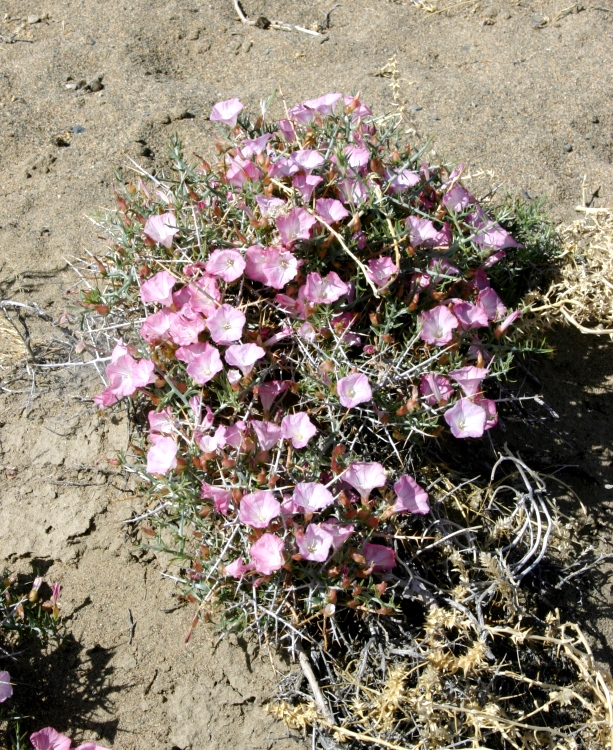 Изображение особи Convolvulus gortschakovii.