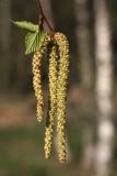 Betula pendula. Конец веточки с соцветиями и распускающимися листьями. Белоруссия, окр. дер. Сурмино, смешанный лес у обочины дороги. 04.05.2012.