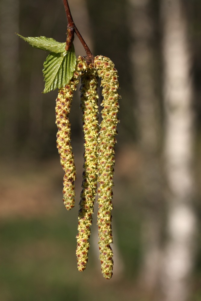 Изображение особи Betula pendula.