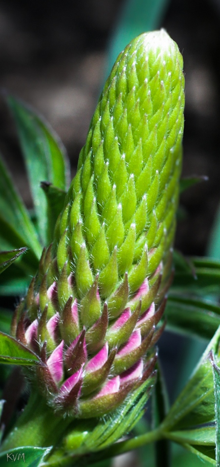 Image of Lupinus &times; regalis specimen.