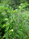 Ulmus minor. Ветвь (некоторые листья с галлами). Украина, Черкасская обл., Каневский р-н, региональный ландшафтный парк \"Трахтемиров\", урочище \"Монастырок\". 26 мая 2012 г.