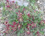 Astragalus monspessulanus