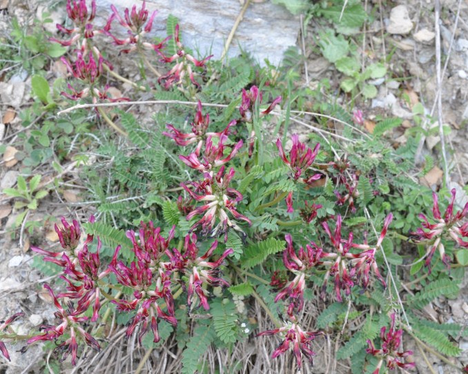 Изображение особи Astragalus monspessulanus.