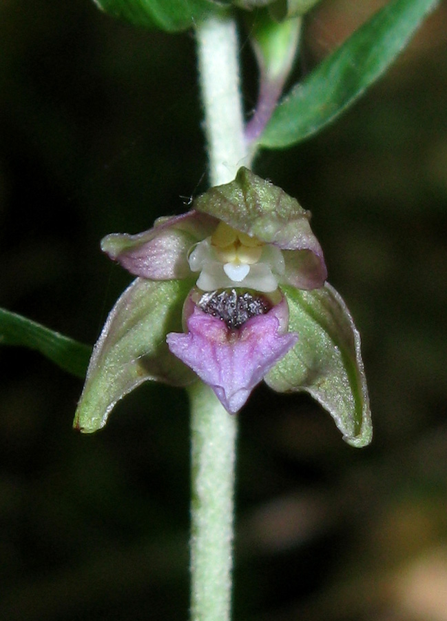 Image of Epipactis helleborine specimen.