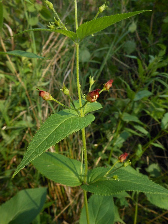 Image of Scrophularia maximowiczii specimen.