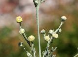 Artemisia persica