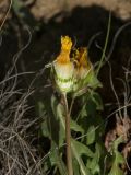 Taraxacum confusum