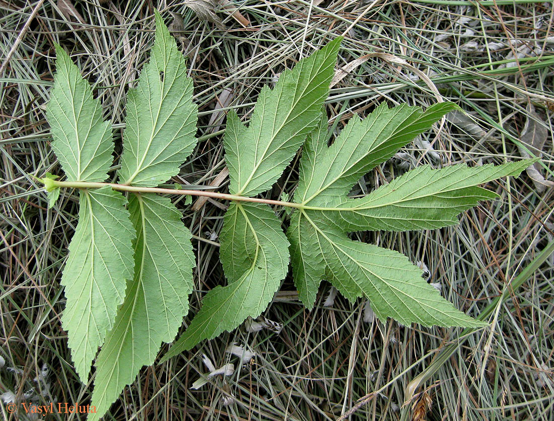 Image of Filipendula ulmaria ssp. denudata specimen.