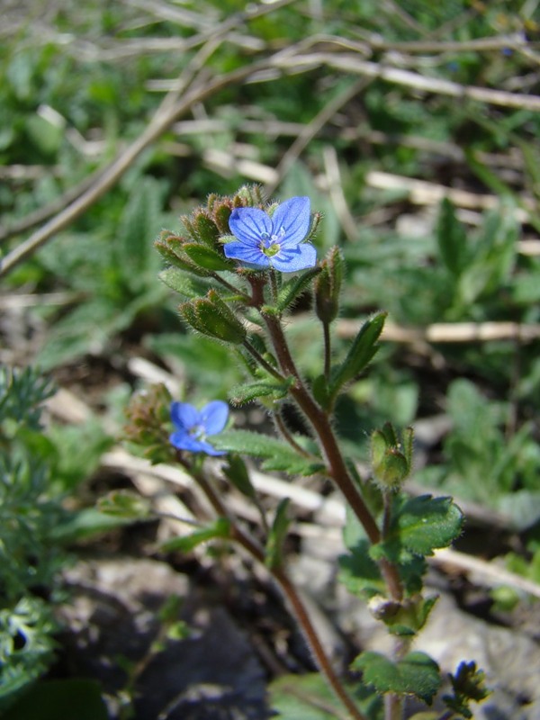 Image of Veronica praecox specimen.