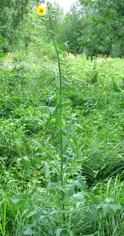 Image of Sonchus arvensis ssp. uliginosus specimen.