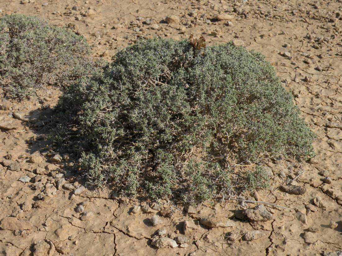 Image of Arthrophytum lehmannianum specimen.