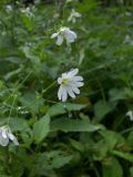 Cerastium davuricum