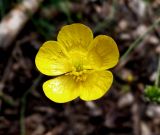 Ranunculus acris