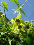 Clematis serratifolia. Цветки и плод. Австрия, Вена, сквер на Schlickplatz. 10.09.2012.