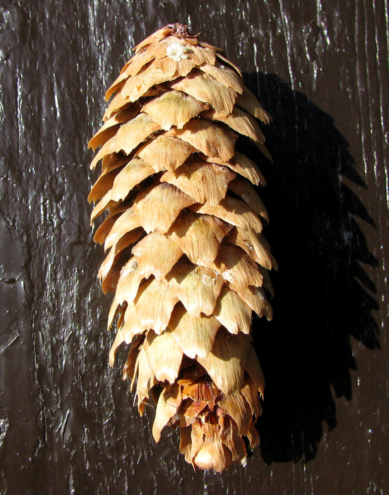 Image of Picea pungens f. glauca specimen.