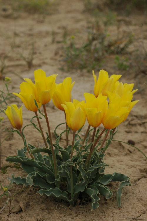 Изображение особи Tulipa behmiana.