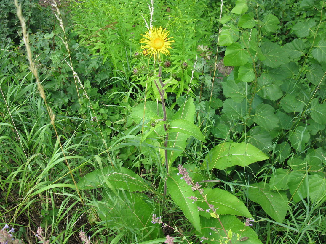 Image of Inula helenium specimen.