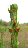 Image of taxon representative. Author is Геннадий Окатов