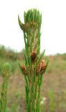 Picea obovata