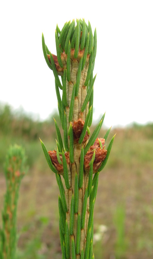 Изображение особи Picea obovata.