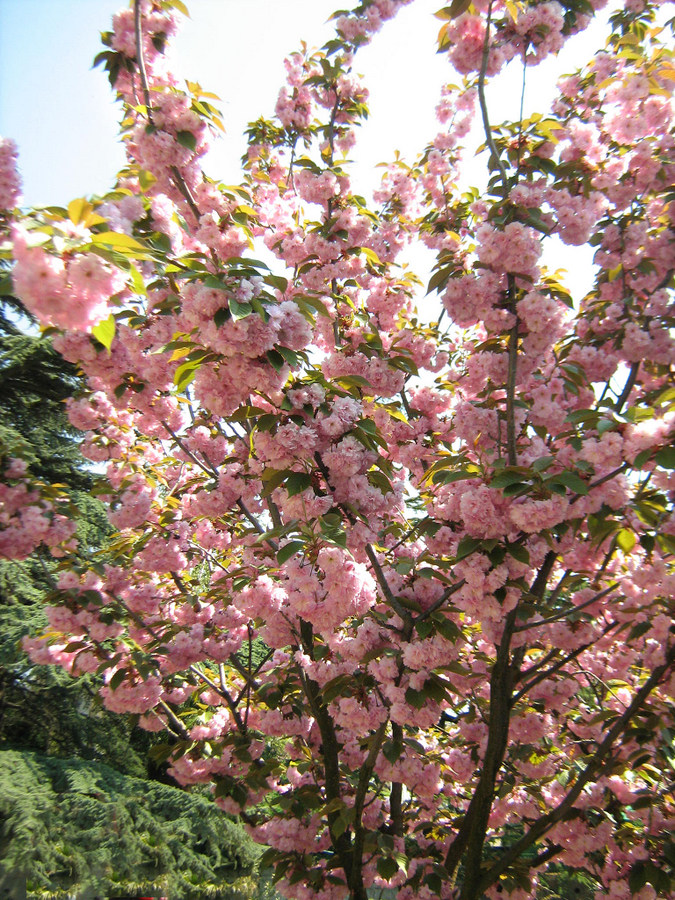 Изображение особи Prunus serrulata.