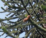 Araucaria araucana