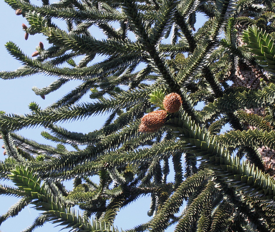 Image of Araucaria araucana specimen.