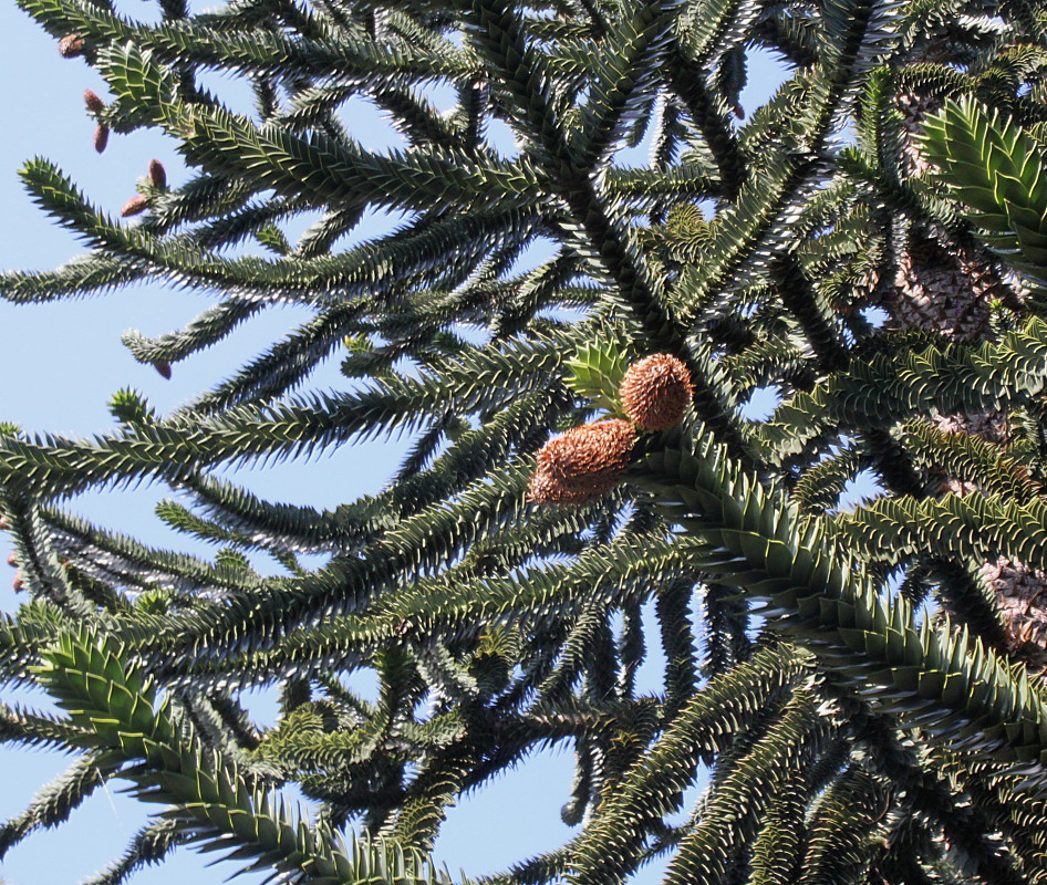 Изображение особи Araucaria araucana.