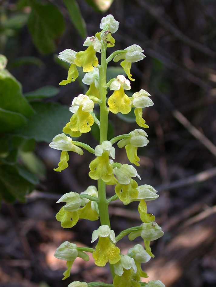 Image of Orchis punctulata specimen.