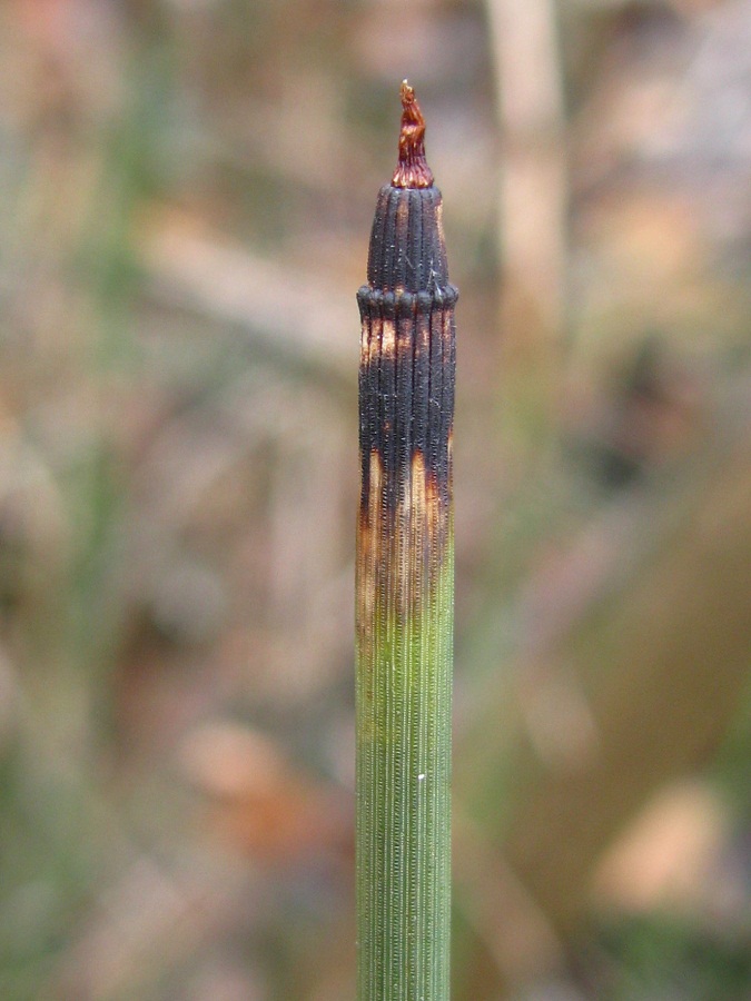 Изображение особи Equisetum hyemale.