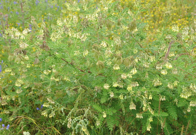 Изображение особи Astragalus membranaceus.