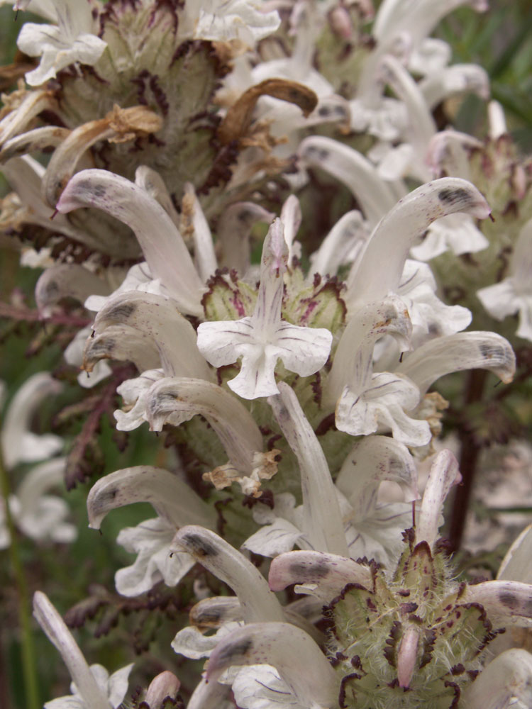 Изображение особи Pedicularis cheilanthifolia.