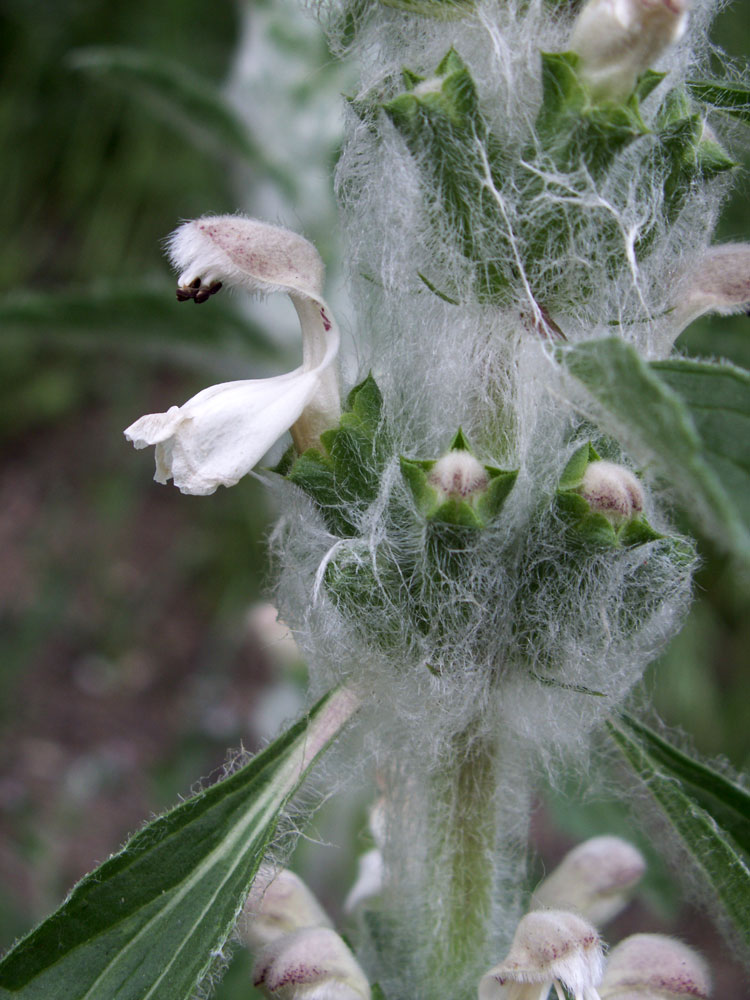 Image of Phlomoides kirghisorum specimen.