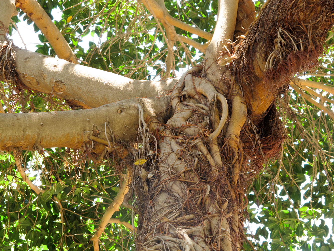 Фикус воздушные корни. Фикус obliqua. Ficus obliqua фикус обманчивый. Фикус вишневидный. Фикус Бенджамина воздушные корни.