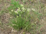 Allium flavescens