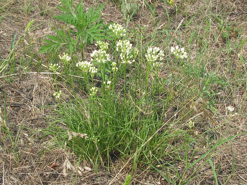 Image of Allium flavescens specimen.