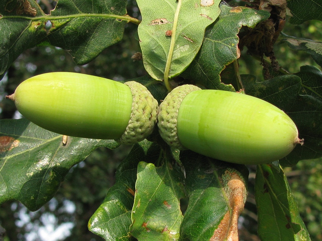 Изображение особи Quercus robur.